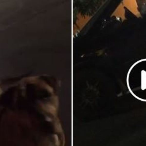 Clever Dog Tricks McDonald's Customers Into Feeding Her By Pretending To Be A Stray 😂