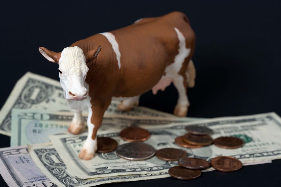 Bookie Busters: The Cash Cow gets fatter with more winners