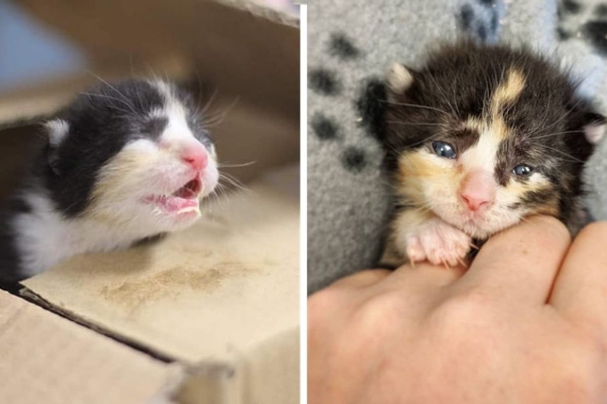 Employee Heard Kitten's Cries and Found Tiny Kitty Outside Their Store
