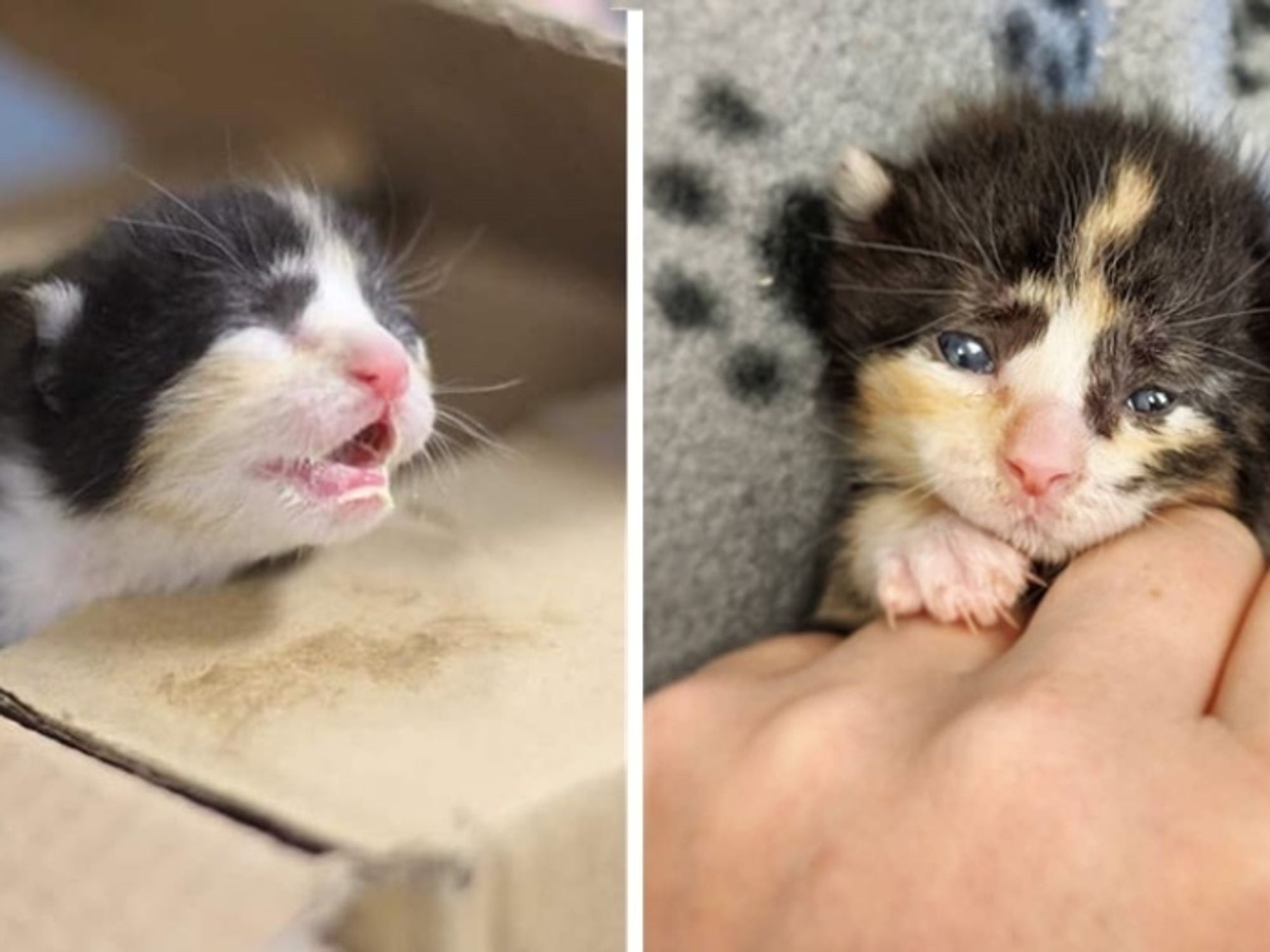 Tiny Kitten Spotted Outside Abandoned Shows So Much Strength, Now Has a Cat  to Watch Her Grow - Love Meow