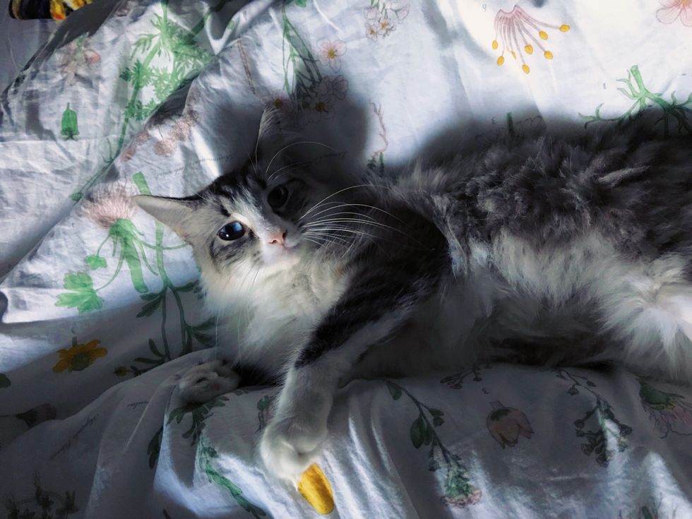 Cats Don't Deserve The Reputation They Have