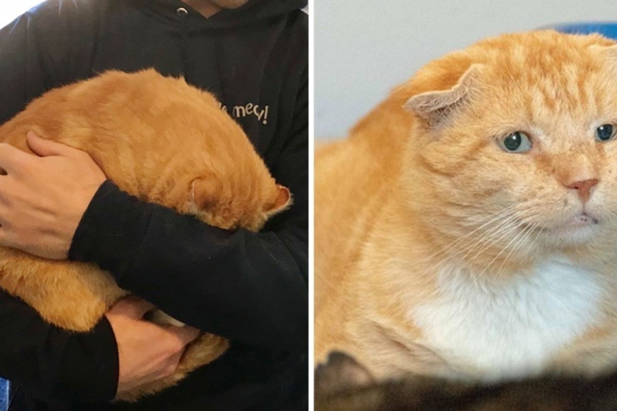 Shy Cat Who Spent Years on the Streets, Cuddles with Rescuers - His Life Is Forever Changed