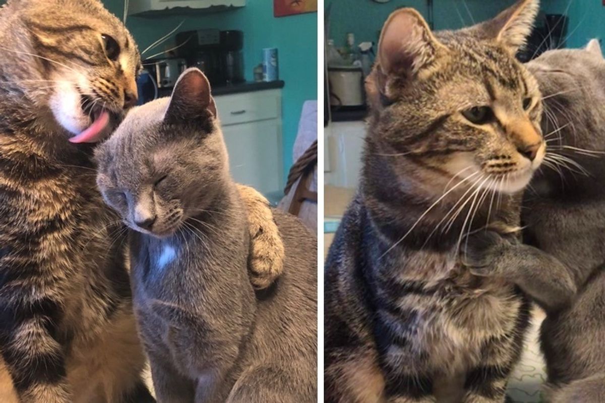 Cat Finds Kindred Spirit When He Meets a Kitten In Need of Love