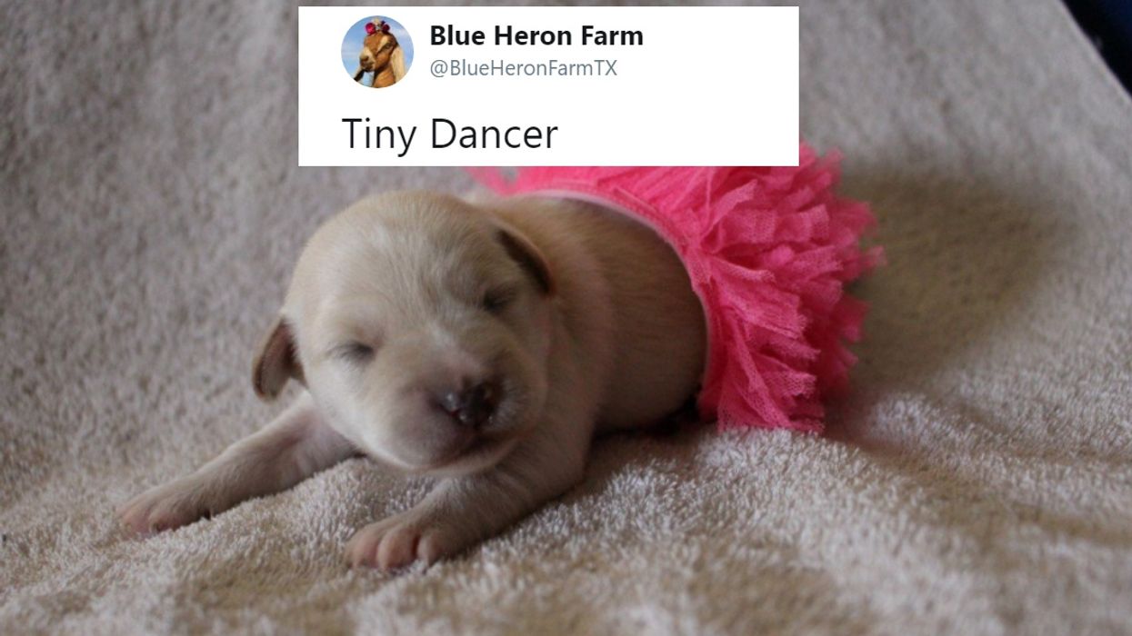 Farm Celebrates 31 Days Of Halloween With Costumes For Their Tiny Puppies—And OMG 😍