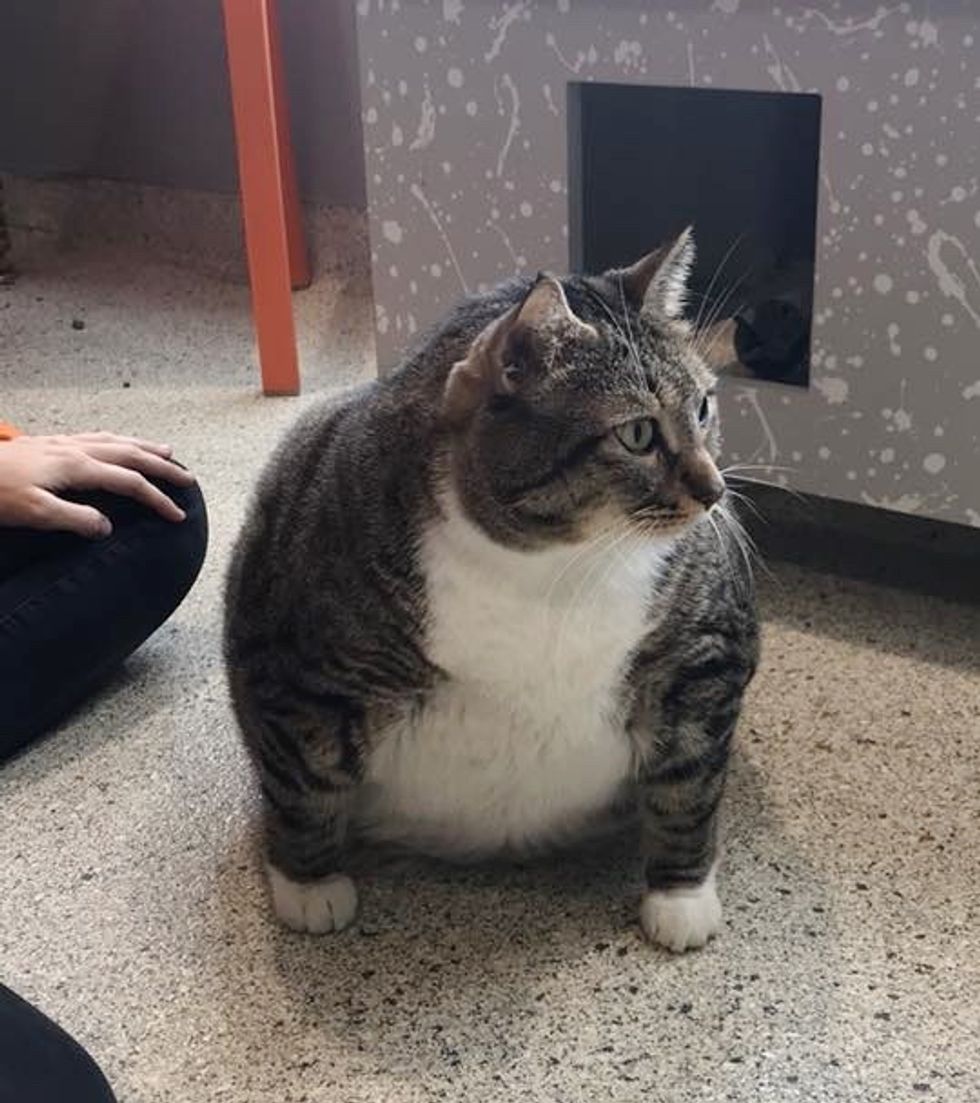 Cat Came to Shelter for a Home and Some Help to Get in Shape - Love Meow