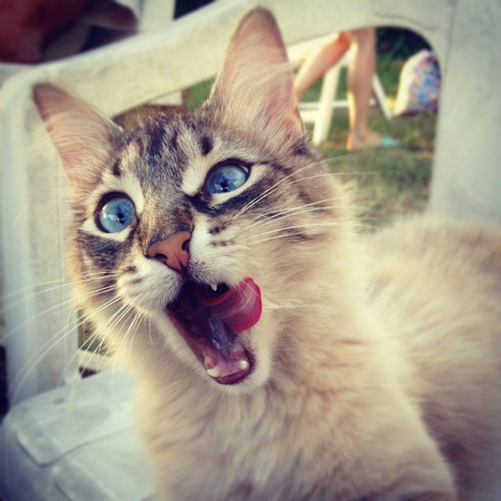 31 College Majors as Cats