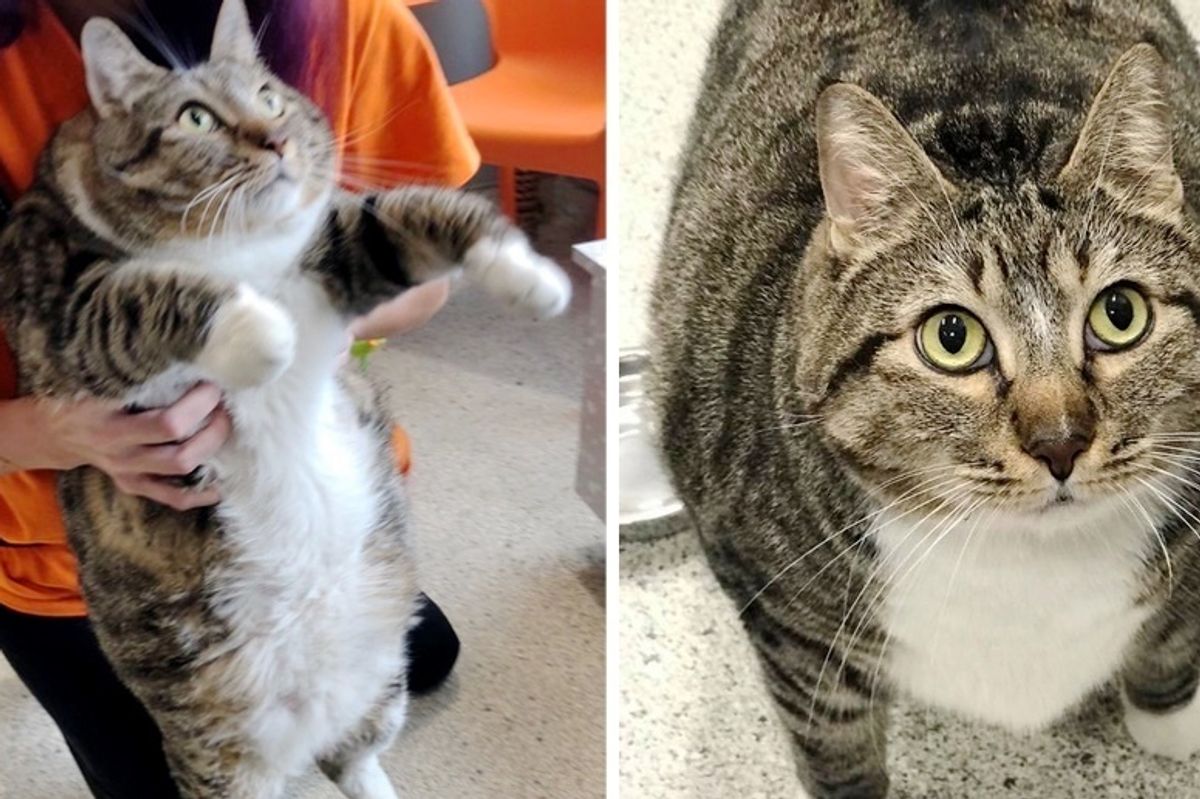 Cat Came to Shelter for a Home and Some Help to Get in Shape