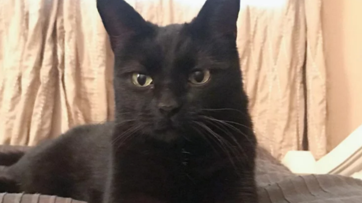 Cat Who Ran Away From Home And Was Living As A Stray For 6 Years Recognizes Owner