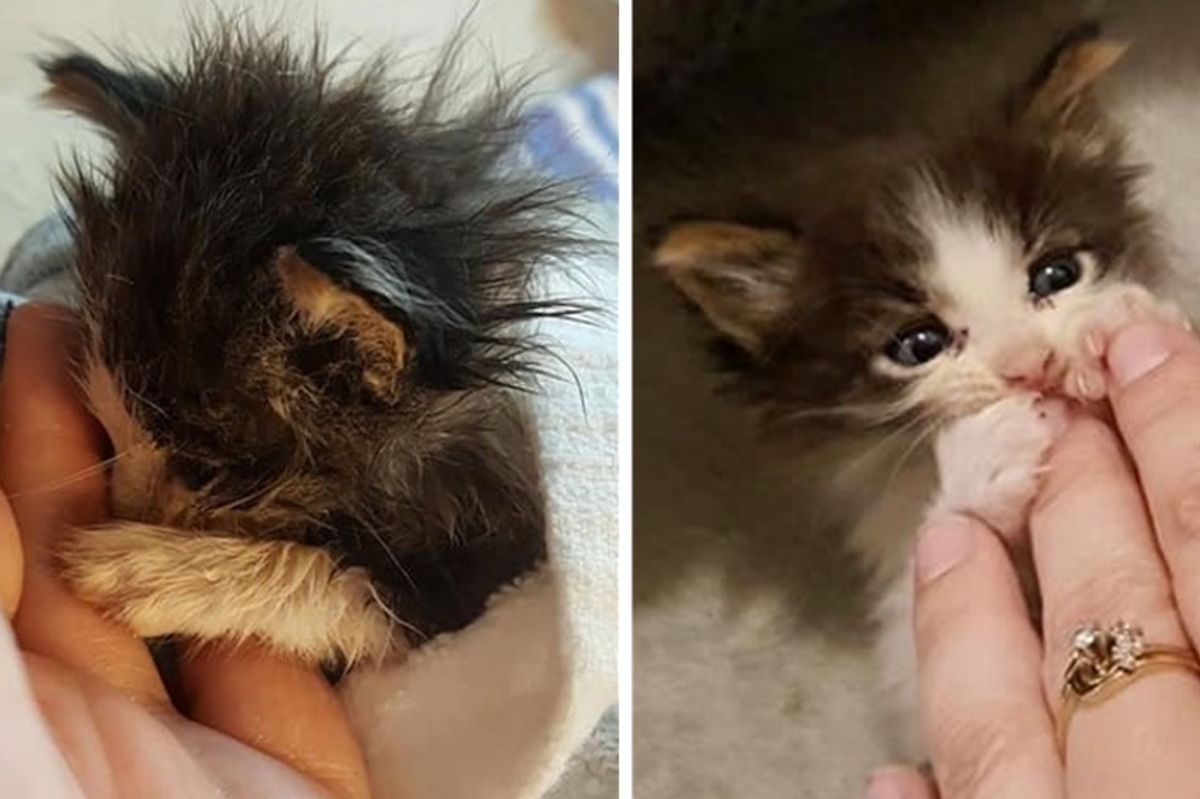 Woman Fought to Save Small Kitten from the Brink - He's Still Tiny But Mighty