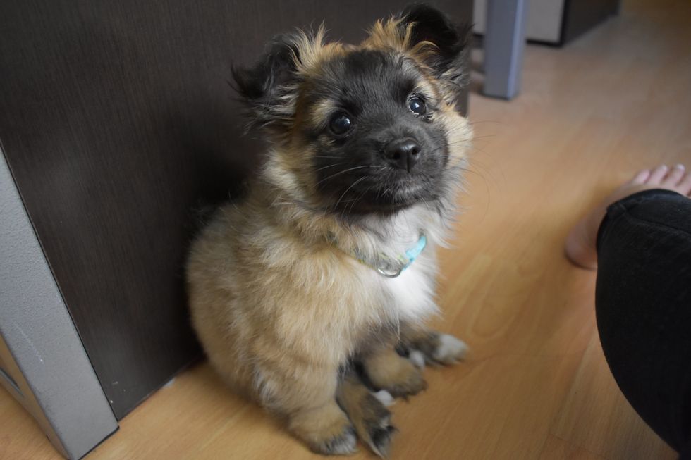 Meet My Lovely Puppy