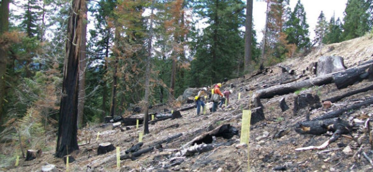 Doing the Right Thing—Thousands of Trees at a Time
