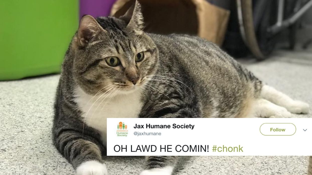Doughnut The 28-Pound Cat Has Found His New Forever Home—And We Couldn't Be Happier For Him 😻
