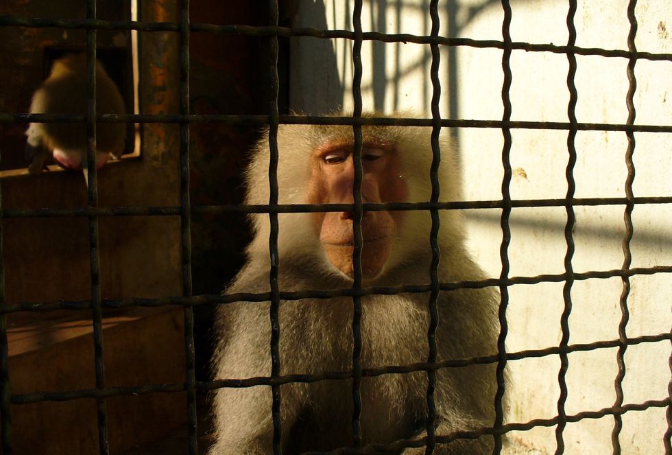 Depressed Animals in Deranged Zoos