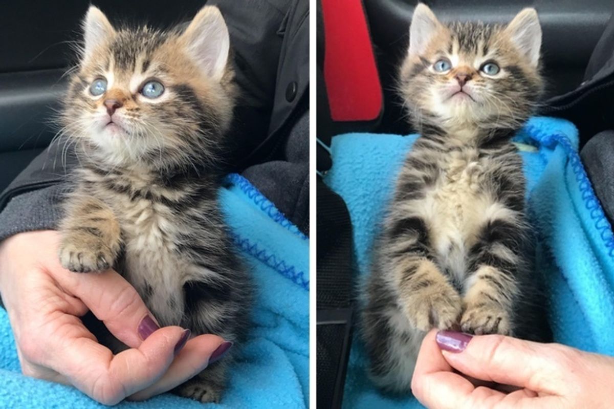 Kitten Saved from the Street, Finds Woman to Hold Onto and Won't Let Go
