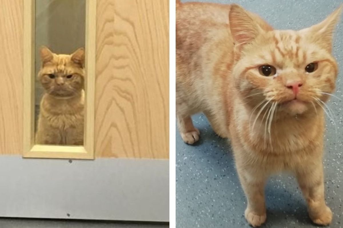 Cat with Grumpy Face, Found Wandering Outside, Has a Good Reason for His Displeasure