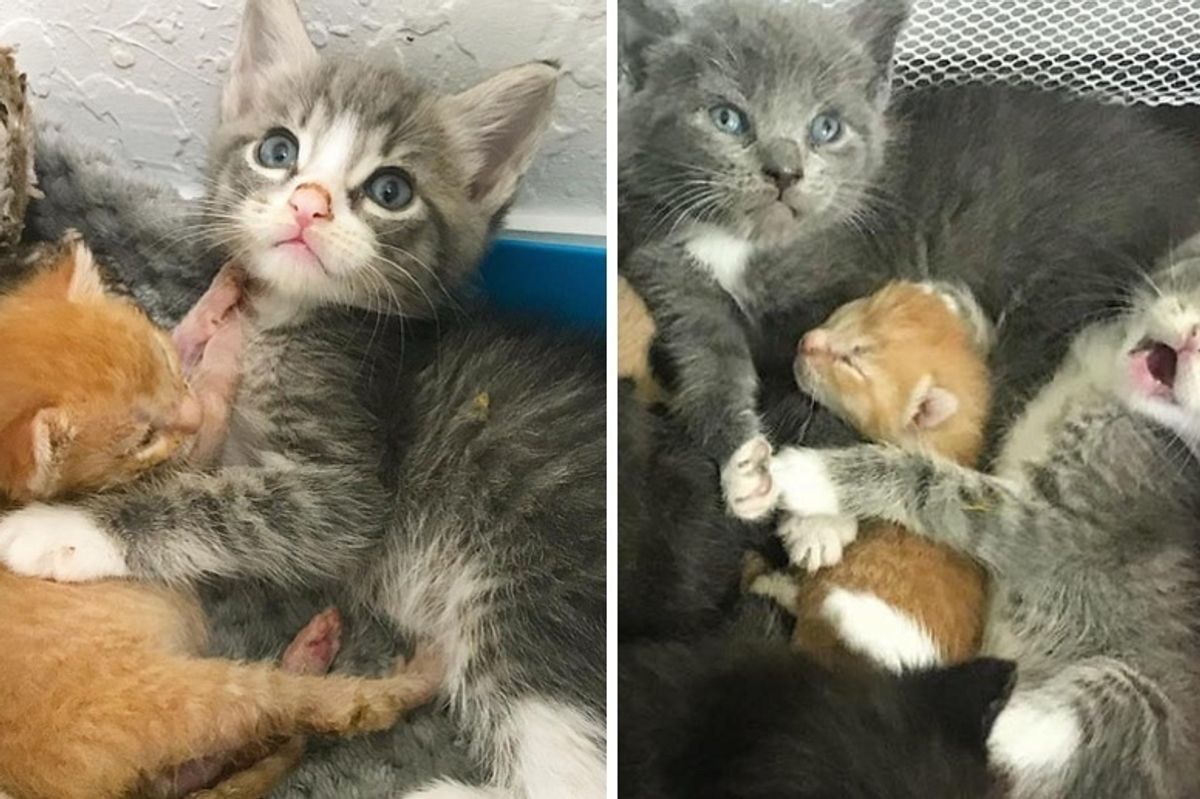 Kittens Help Save Their Tiniest Brother from Another Mother with Cuddles