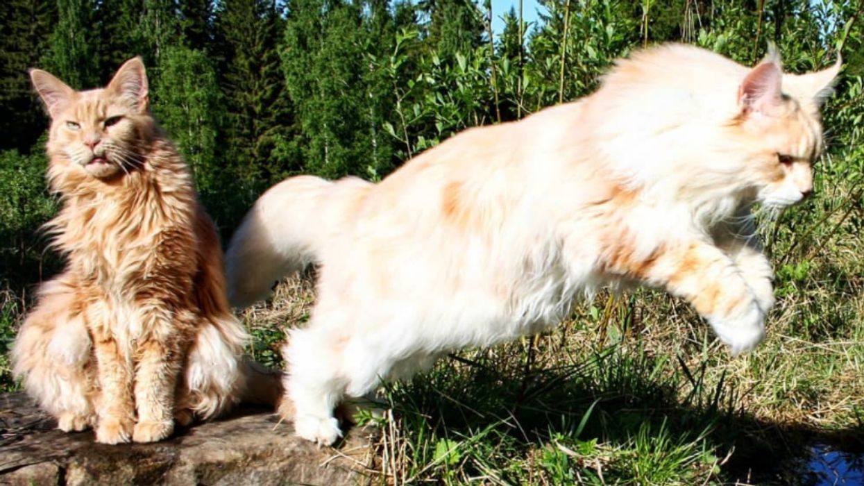 We Are Ready To Bend The Knee To This Majestic Maine Coon