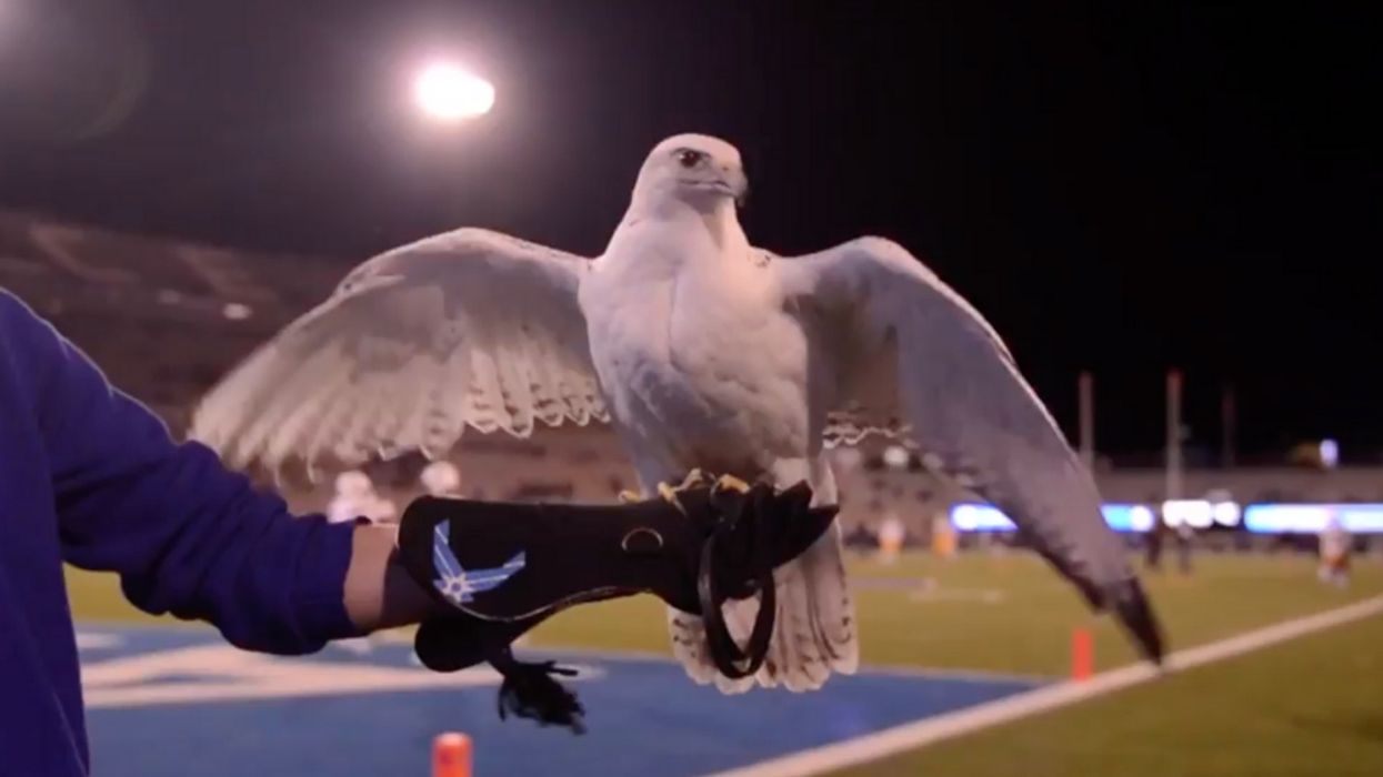 Long-Time Air Force Falcon Mascot Sustains Life-Threatening Injuries During Army Prank