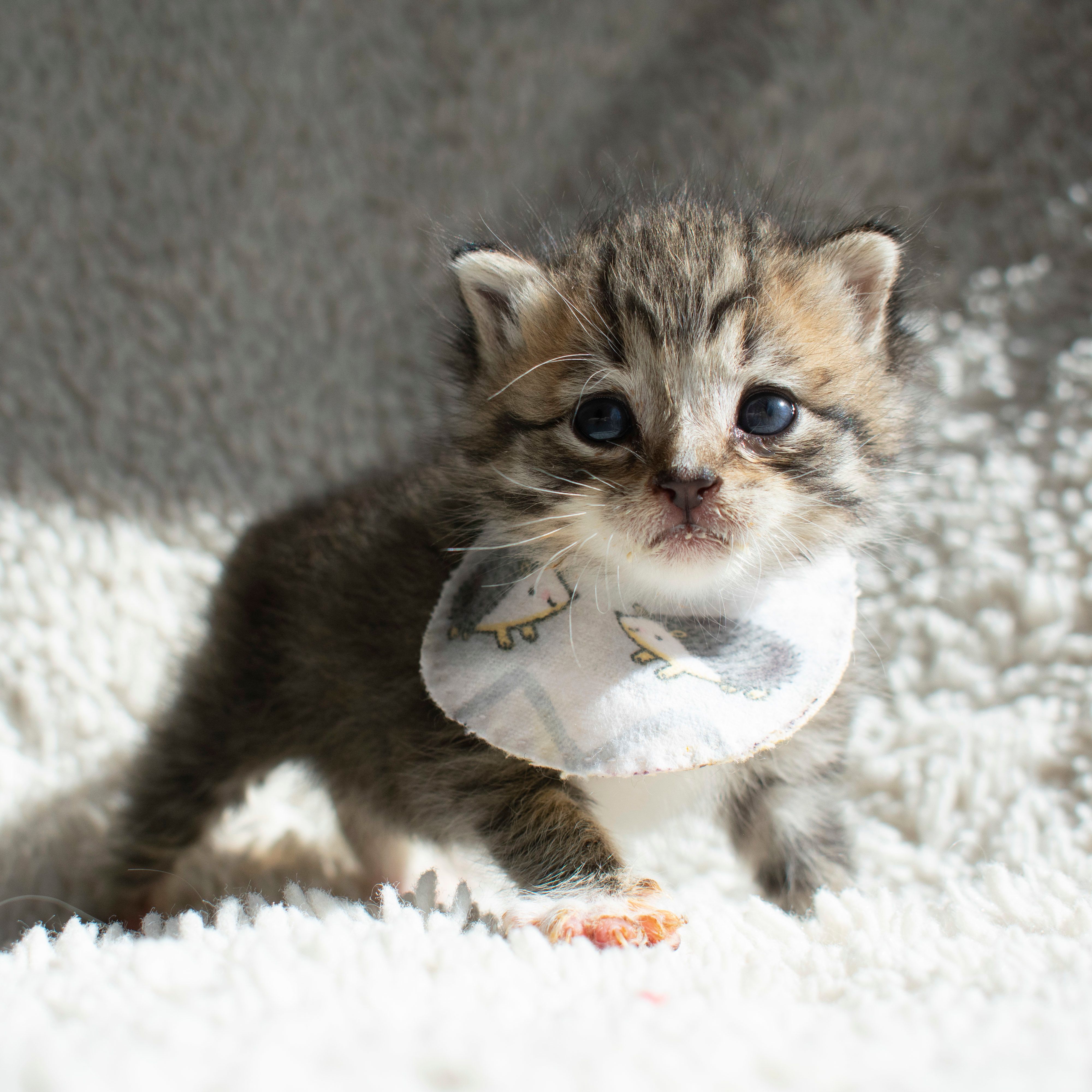 Мявка кошка. Кошки маленькие gif. Котенок в трясучке фото. Котенка гладят. Котенок дрожит.