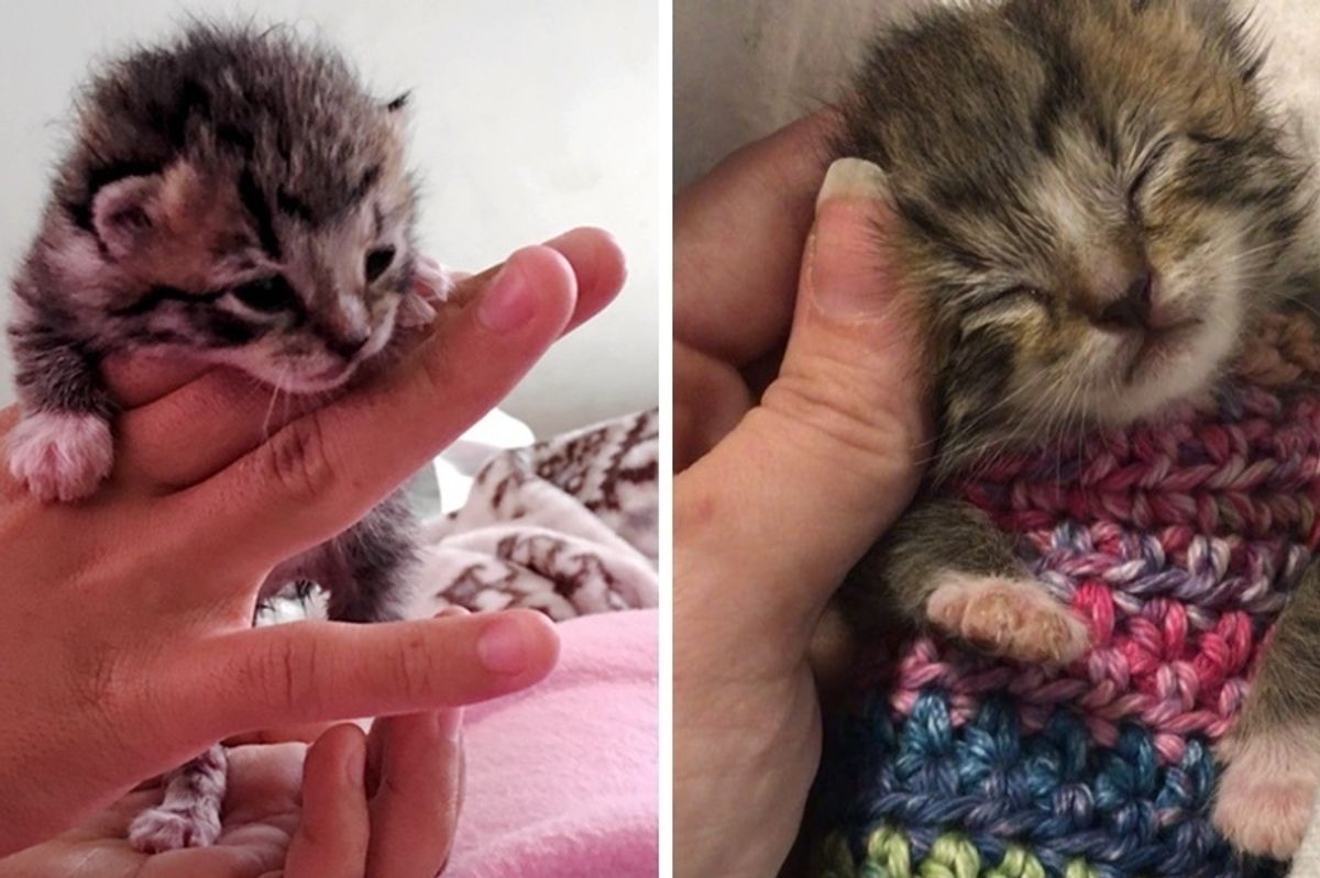 Orphaned Kitten Found Shivering in the Cold, Woman Saved Her with Tiny Sweater