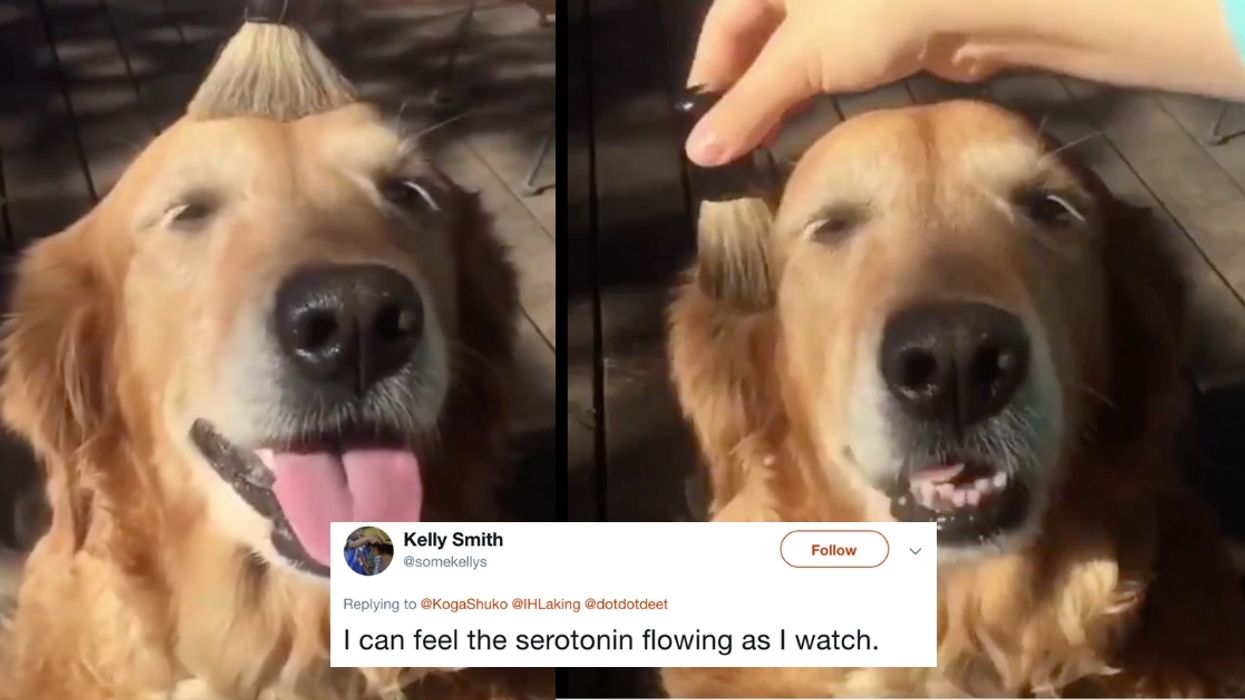 This Viral Video Of A Dog Being Gently Brushed Is The Most Relaxing Thing You'll See All Week  😍