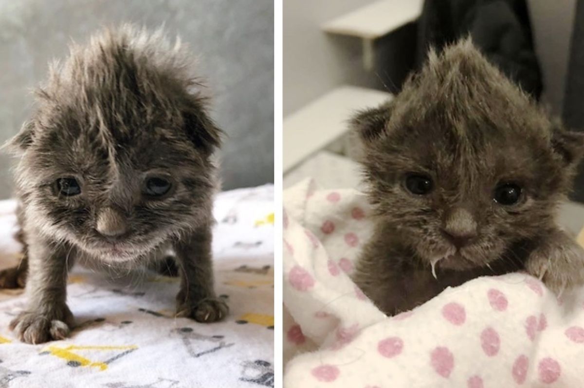 Kitten with Cute Bed head Saved by Woman Who Found Her Abandoned at a Few Days Old