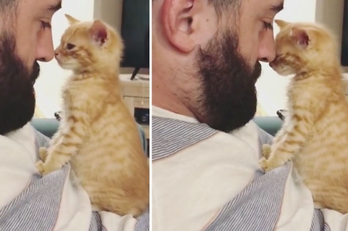 Couple Gives Orphaned Kitten a Foster Home - He Holds onto Them and Won't Let Go