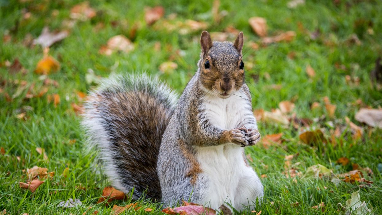 Passenger with 'emotional support squirrel' kicked off flight in Florida