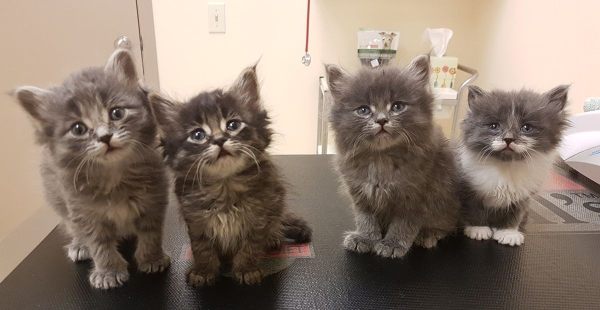 Man Found 8 Kittens Huddled Up in an Alley During the Bitter Cold and Rushed to Save Them