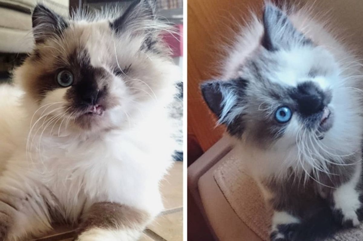Family Saves Kitten with One Eye and Crooked Jaw and Turns His Life Around