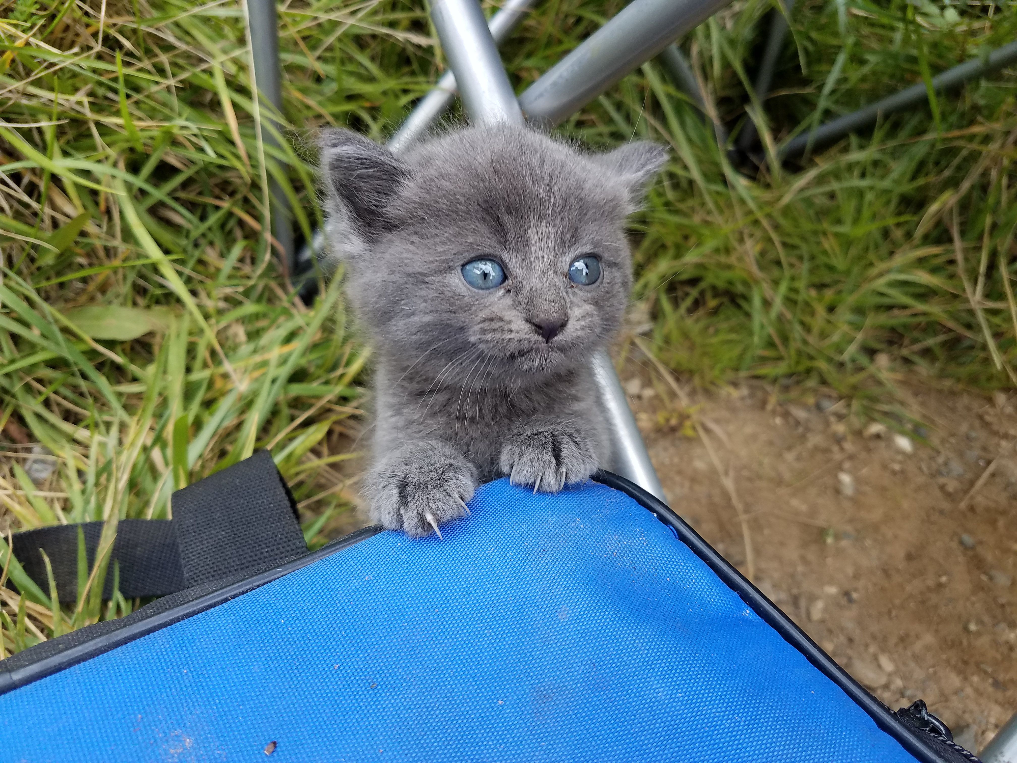 Kitten Scampers Up to Man Meowing for Love While He is Fishing Love Meow