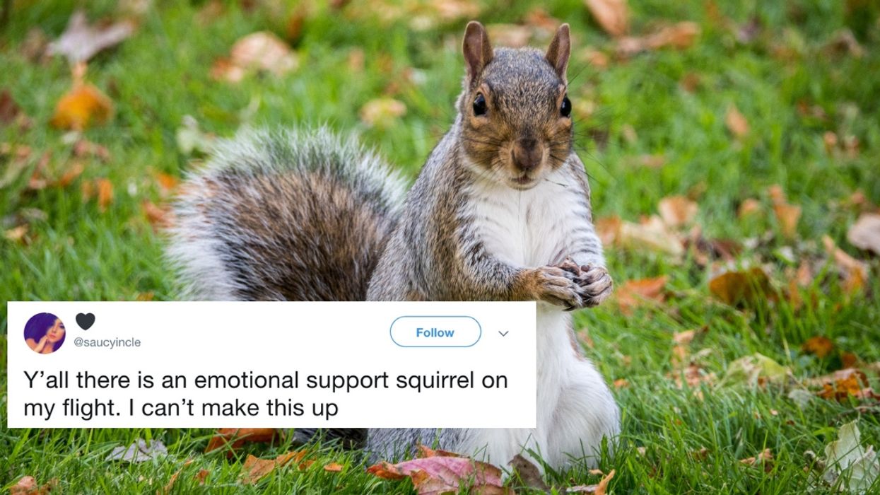 Frontier Airlines Passenger Removed From Flight After Bringing 'Emotional Support' Squirrel On Board 😮