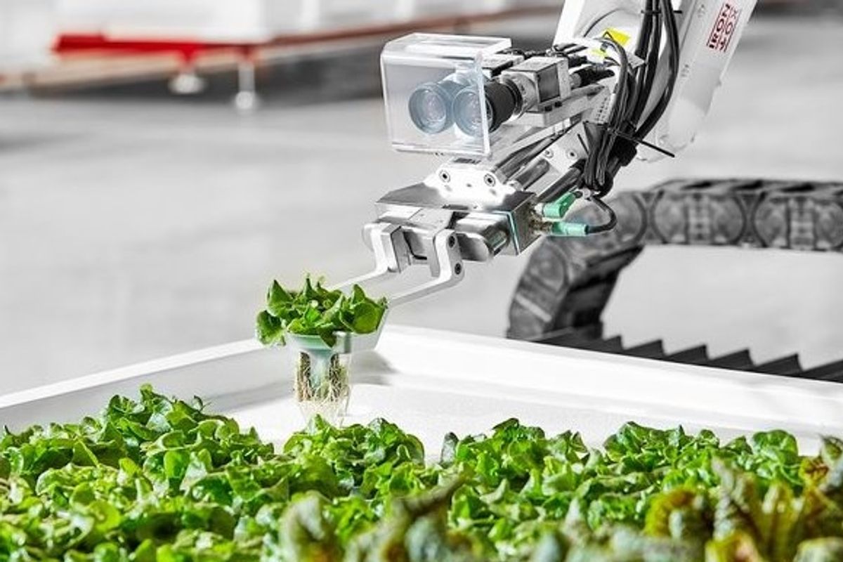 a photo of a robot arm planting vegetables