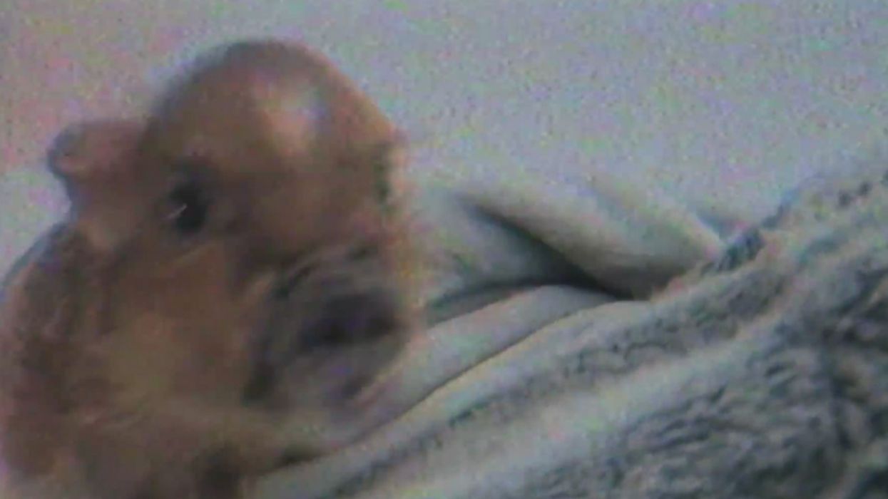 Ariana Grande And Pete Davidson's Tiny Pet Pig Just Made Its Adorable Music Video Debut š
