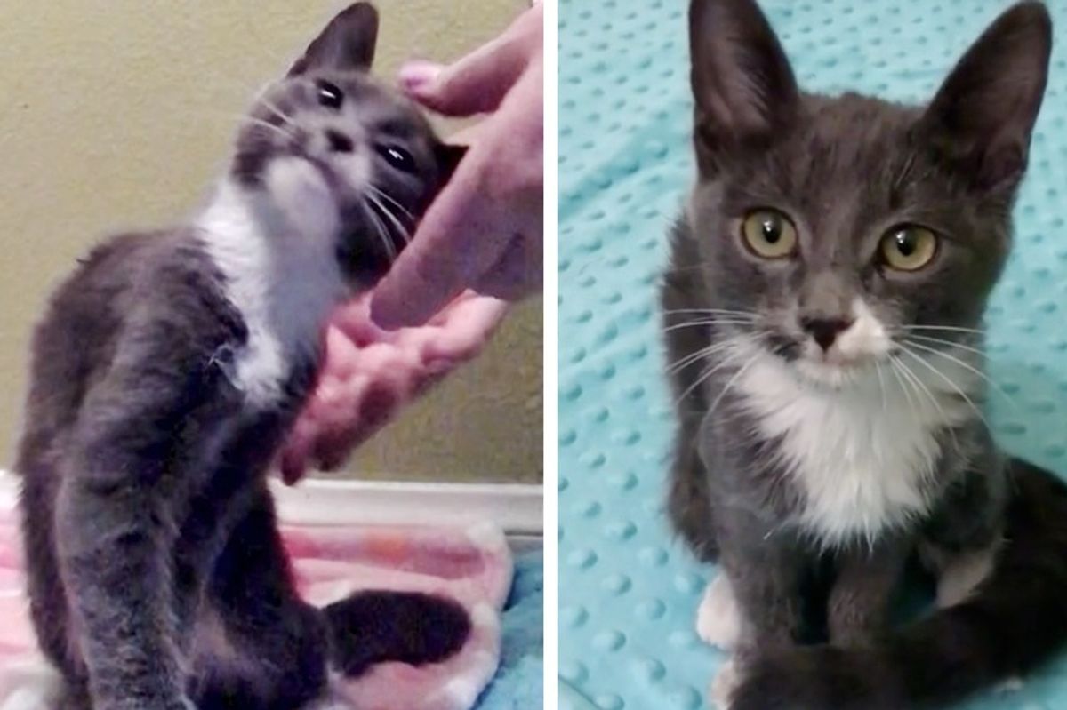 Woman Helps Stray Kitten Walk Again, the Kitty Clings to Her Everywhere She Goes