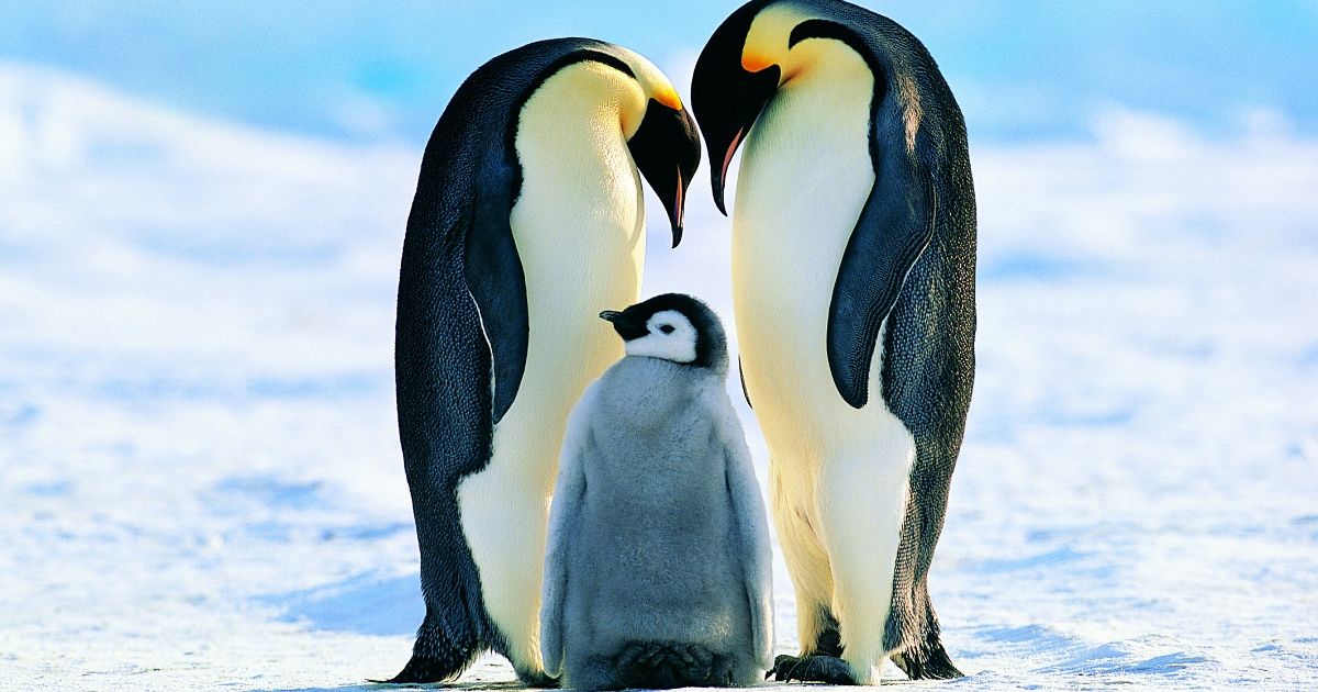 A Gay Penguin Couple In Sydney Are About To Become Parents ❤️
