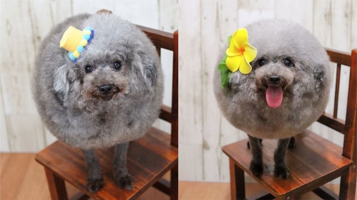 These Fluffy, Round Dogs Are Serving Us All Kinds Of Looks—And We're Obsessed 😍