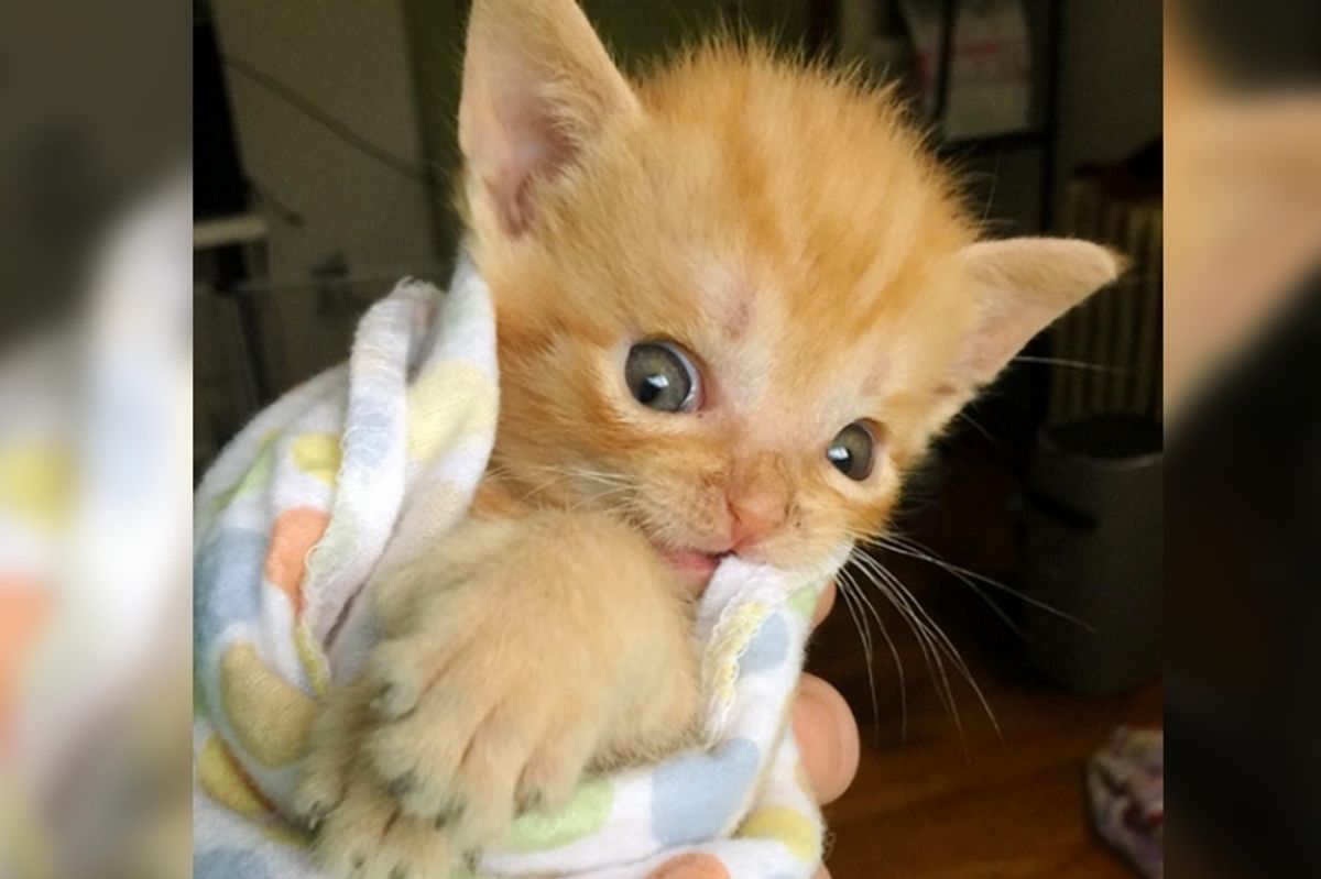 Kitten Saved from Streets Became Smallest Kitty to Receive Life-saving Surgery