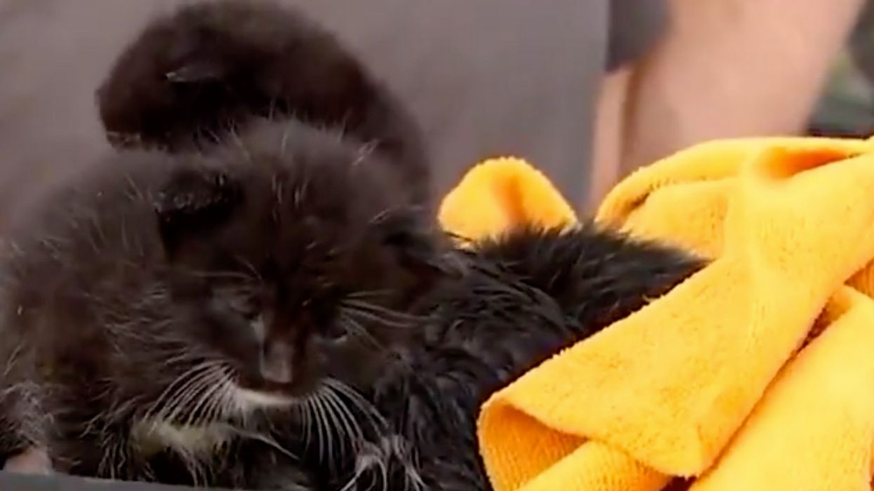 Four Tiny Kittens Rescued After Surviving Ceiling Collapse During Hurricane Michael