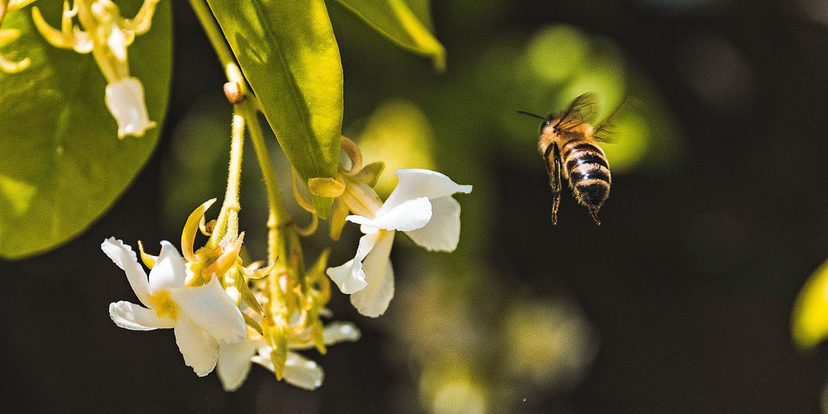Dow wants to bolster use of a pesticide shown to hurt bees’ reproduction