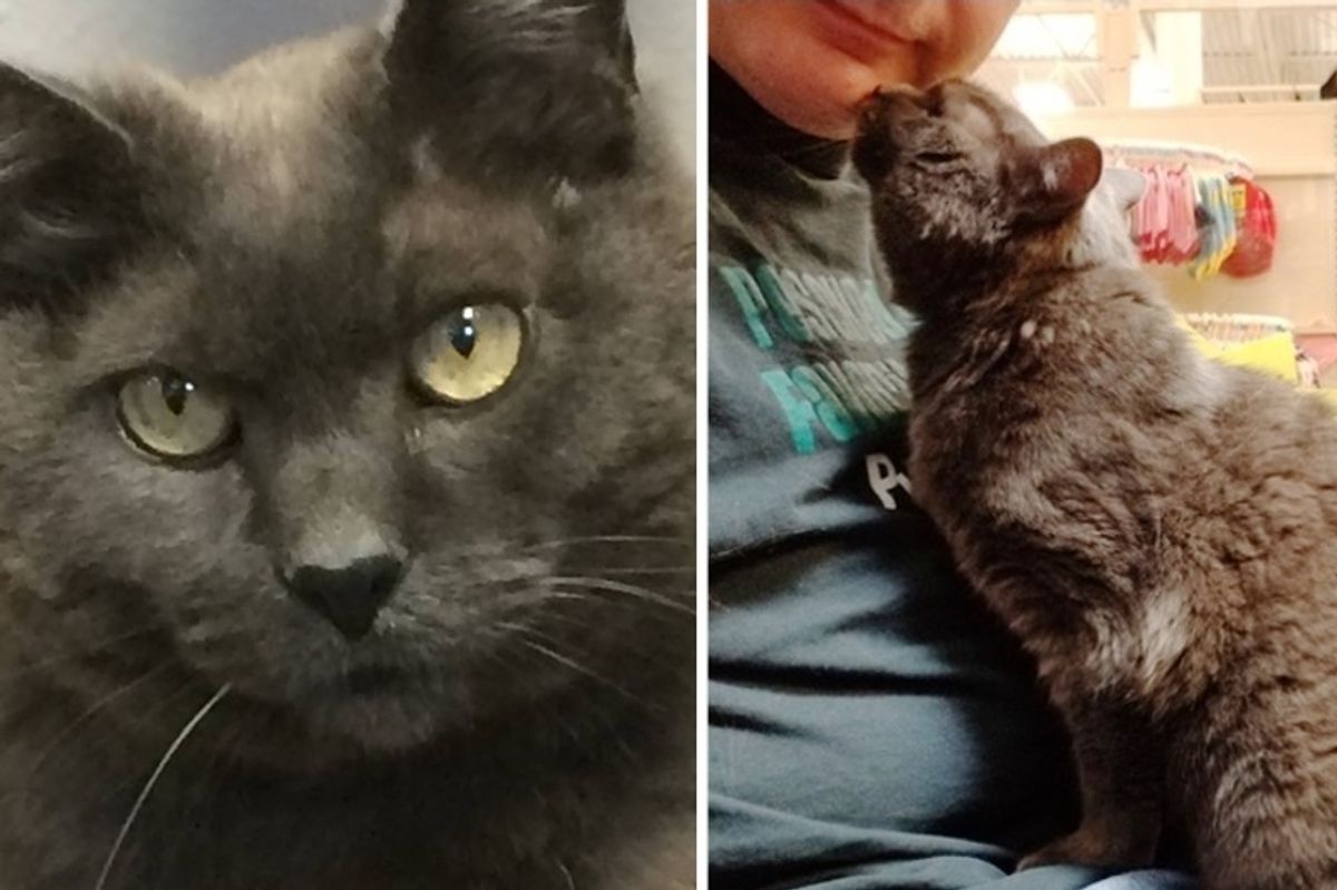 Man Gives Grumpy Shelter Cat Cuddles and Helps Her Find Love Again