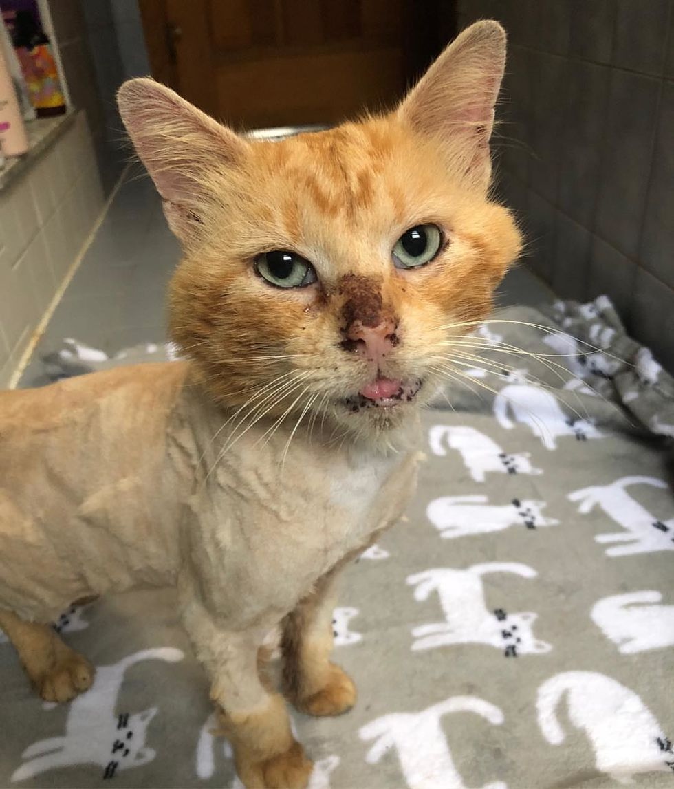 Cat Who Lived Most His Life as a Stray, Bonds with Kitten Who Brings ...