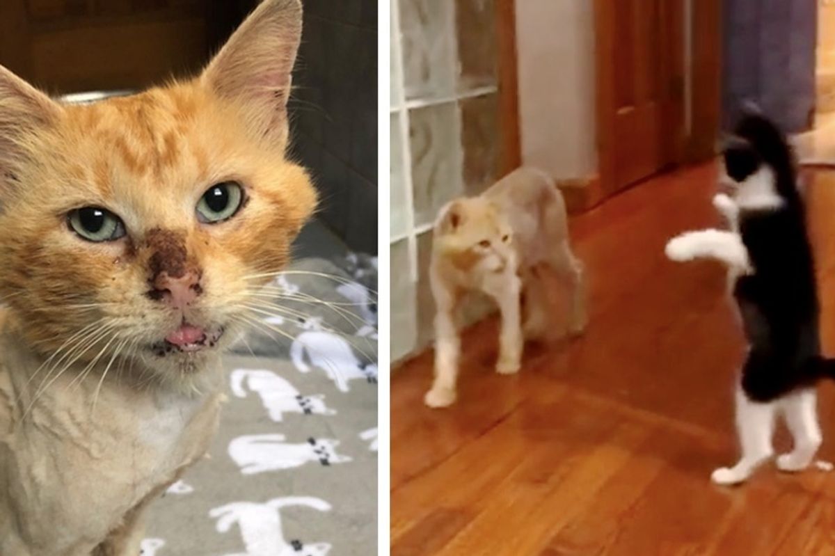 Cat Who Lived Most His Life as a Stray, Bonds with Kitten Who Brings Him Joy