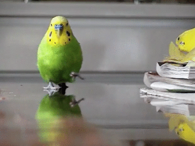 Gli animali curano i loro malanni facendo «la spesa» in erboristeria