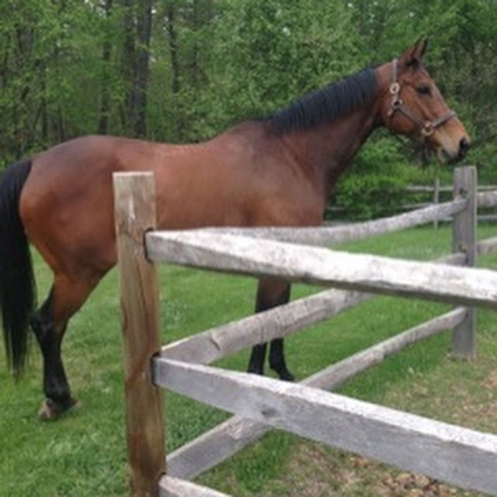 The Skinny Brown Racehorse That Changed My Life