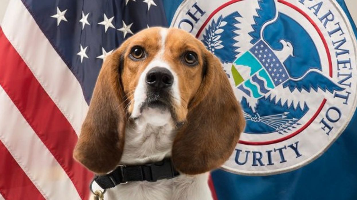 Border Patrol Beagle Finds A Roasted Pig Head In Someone's Luggage—And His Expression Is Priceless 😂