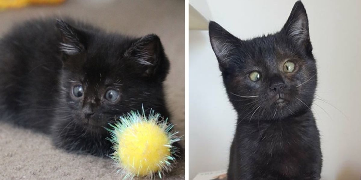 Kitten Found in Garden Gets Help to See Again and Reveals Her Adorable Crossed Eyes Love Meow