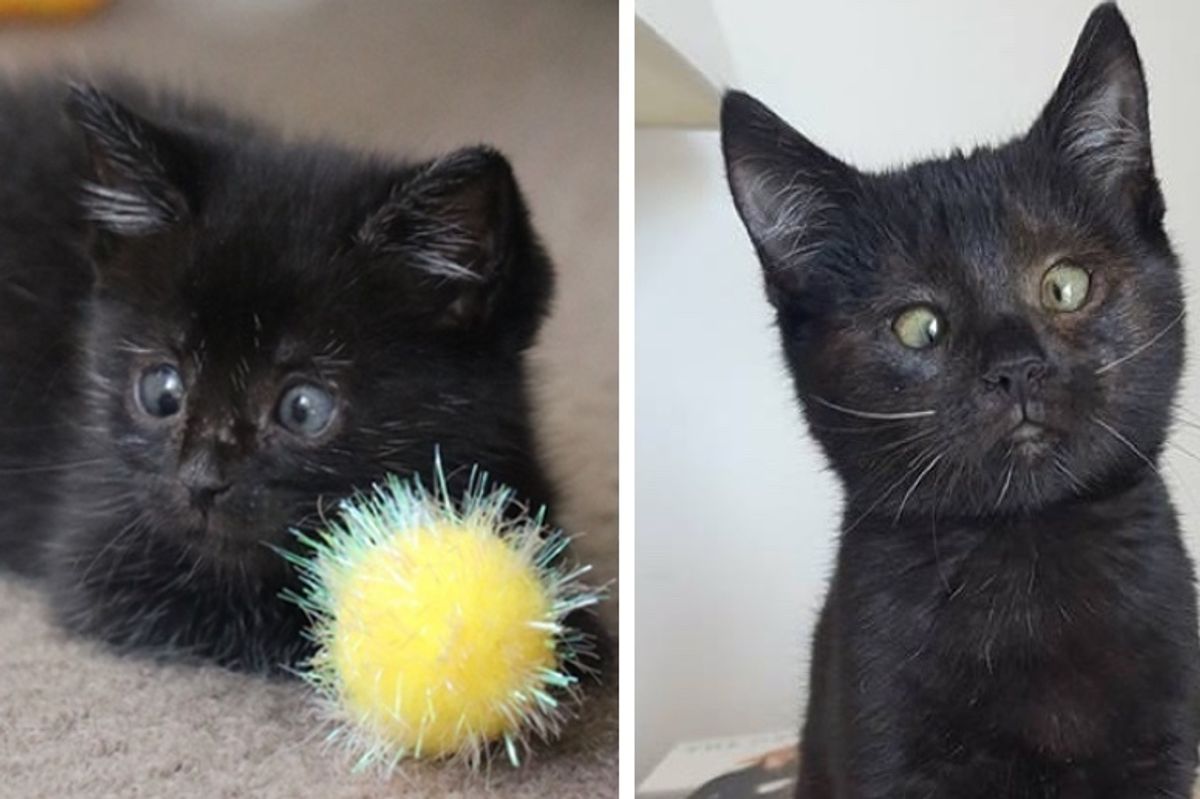 Kitten Found in Garden Gets Help to See Again and Reveals Her Adorable Crossed Eyes