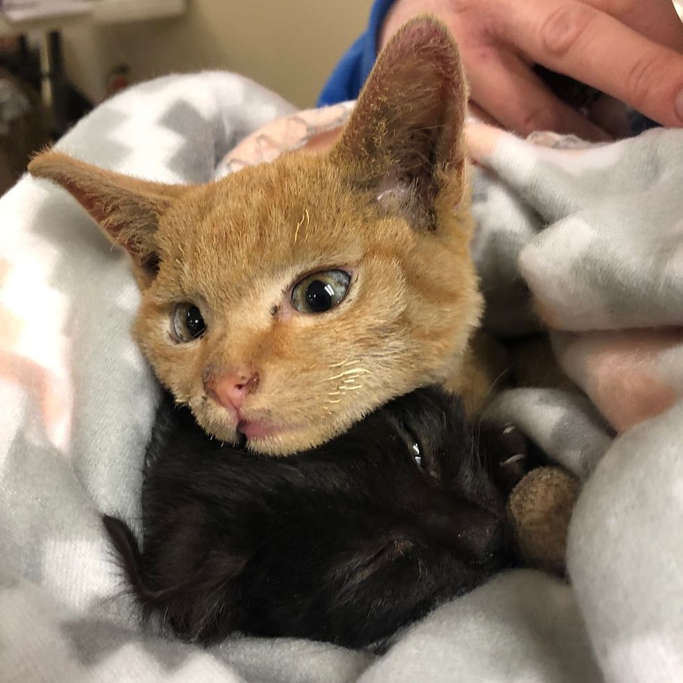 Kitten Shields His Brother Even After They Were Rescued from Wildfire ...