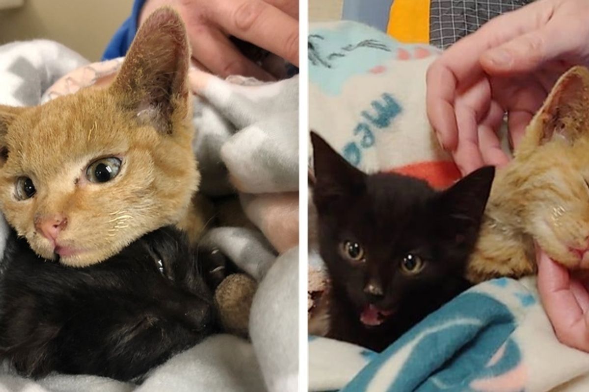 Kitten Shields His Brother Even After They Were Rescued from Wildfire, to Keep Him Safe